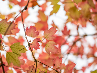 Naklejka na ściany i meble Autumn leaves in the forest