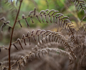 fern leaves in the sunshine
