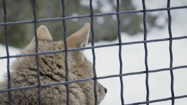 Golden jackal (Canis auritus) in captivity, behind the fence, snowy wildlife park