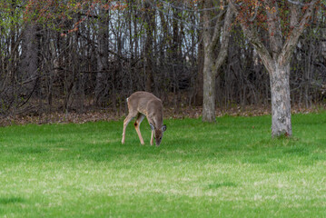 White-tailed Deer Foraging For Food In Spring