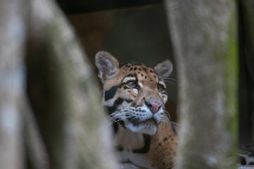 Head of a Formosan clouded leopard behind the blurred tree trunk in a selective focus