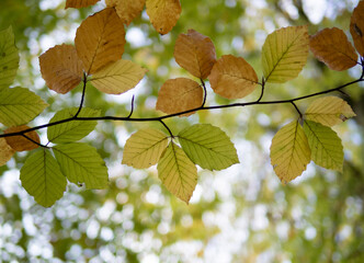 Autumn leaf in the forest