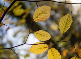 Autumn leaf in the forest.