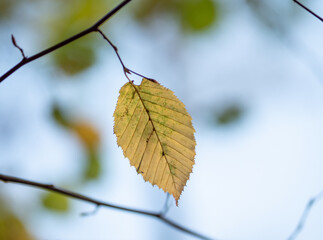 Autumn leaf in the forest