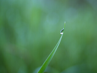dew drop on green grass