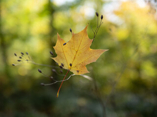 Autumn leaf in the forest.