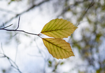 Autumn leaf in the forest