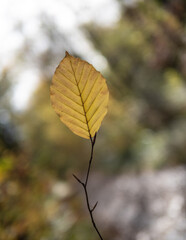 Autumn leaf in the forest.