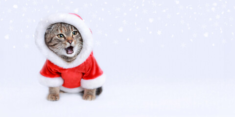 Surprised Cat with open mouth. Funny Santa Claus. New Year greeting card. Kitten Santa Claus on the white background. Merry Christmas. Happy New Year 2023. Beautiful web banner with copy space. Snow