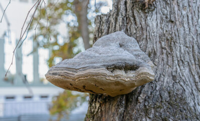 Huge mushroom growing on a tree