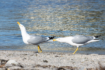 A small skirmish erupted among a group of seagulls as they jostled for a prized catch. 