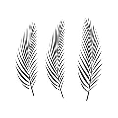 vector isolated exotic palm leaves on a white background.
