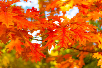 beautiful oak autumn leaves on tree. selective focus of oak autumn leaves. autumn season
