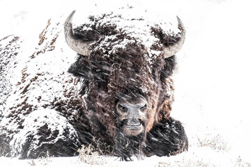 American Bison - Snow