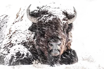 Foto op Plexiglas American Bison - Snow © Bernie Duhamel