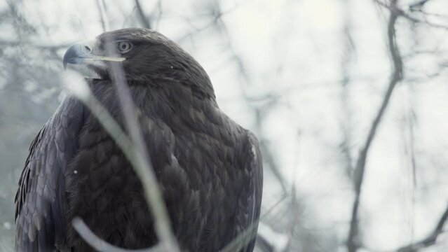 Beautiful steppe eagle (Aquila nipalensis) in a snowy environment