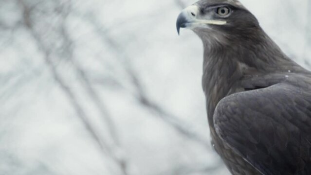 Beautiful steppe eagle (Aquila nipalensis) flying away in a snowy environment