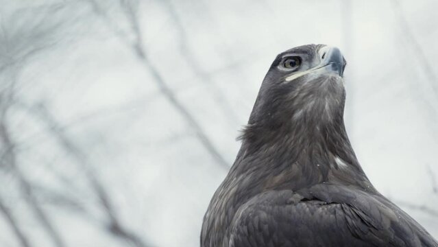 Beautiful steppe eagle (Aquila nipalensis) in a snowy environment
