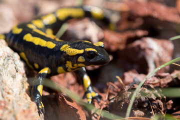 Salamandra 
