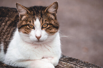 Brown and white cat resting on a fence and looking at the camera