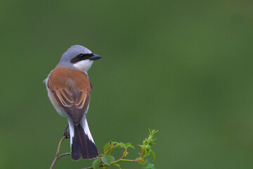 red backed shrike