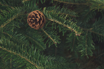 Real pine cone in a real Christmas tree.