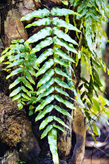 fern in the forest close up