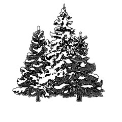 black and white drawing sketch of pine tree with transparent background