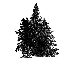 black and white drawing sketch of pine tree with transparent background