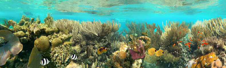Colorful coral reef with many fishes and sea turtle. The people at snorkeling underwater tour at...