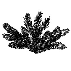 black and white drawing sketch of pine tree with transparent background
