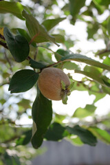 Quince fruit ripens on a tree

