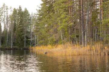 Late autumn lake view in Eastern Finland