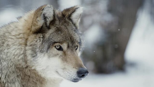 A wolf (Canis lupus) watching something in a snowy forest, close-up