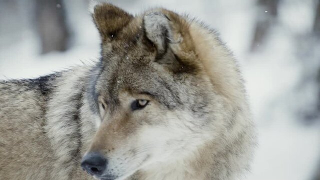 A wolf (Canis lupus) watching something in a snowy forest then another wolf arrives, close-up