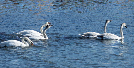 The grace and majesty of a swan gliding over the waters is a sight to behold and its long neck arched in a regal posture, each movement is an effortless display of effortless elegance. 