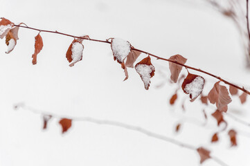 The branch of a bush covered with snow on the white background.