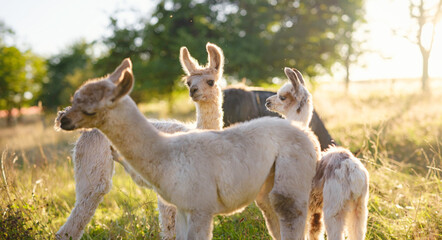 Fototapeta premium Beautiful sunrise farm scene with group of grey, brown and black alpacas walking and grazing on grassy hill backlit at sunrise with trees in background. Summer in French farmland