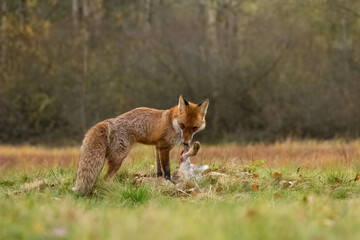 Naklejka na ściany i meble Fox and its prey in Bohemian Moravian Highland