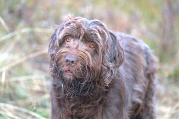 the lovely brown eyes of a hunting dog, a pudelpointer