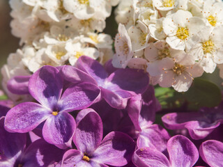 Soft romantic background with lilac flowers. Extreme close-up of lilac flowers