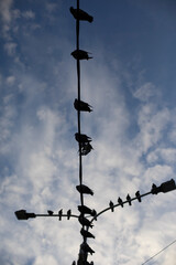 Fototapeta na wymiar Birds sitting on pole. Pigeons in city. Urban birds on wires.