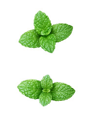 リアルなミントのイラスト