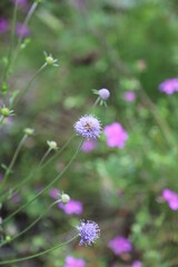 bee on a flower