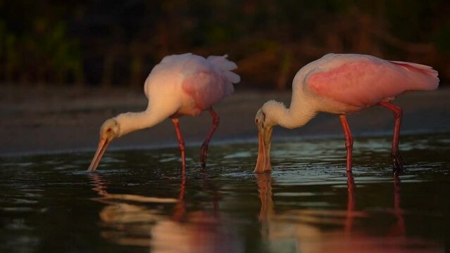 View of roseate spoonbill standing in water