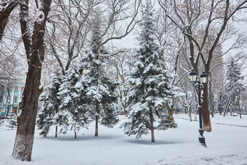 winter beautiful park with many big trees benches