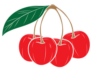 Realistic cherry isolated on white background. Vector illustration.