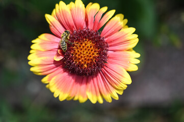 Honey bee on colorful flower. Blooming flower in spring. 