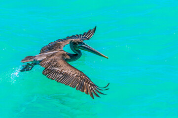 The Galapagos Pelican taking off