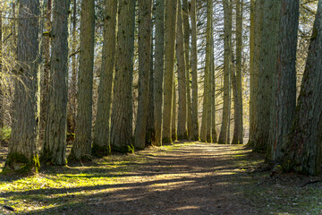 footpath in the woods